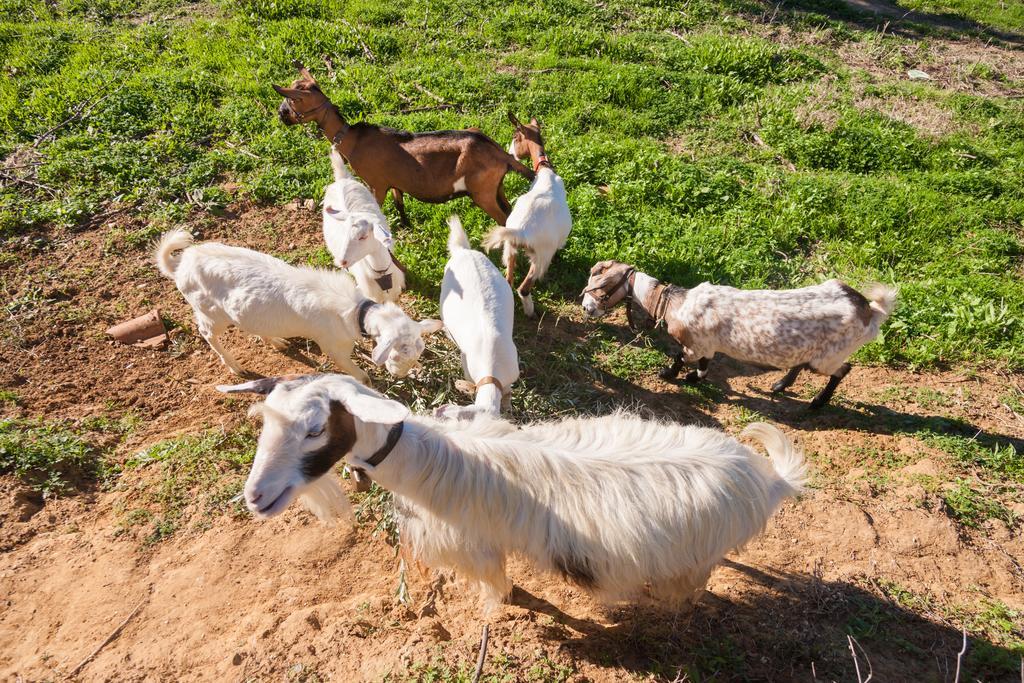 Lithies Farm Houses วาซิลิคอส ภายนอก รูปภาพ